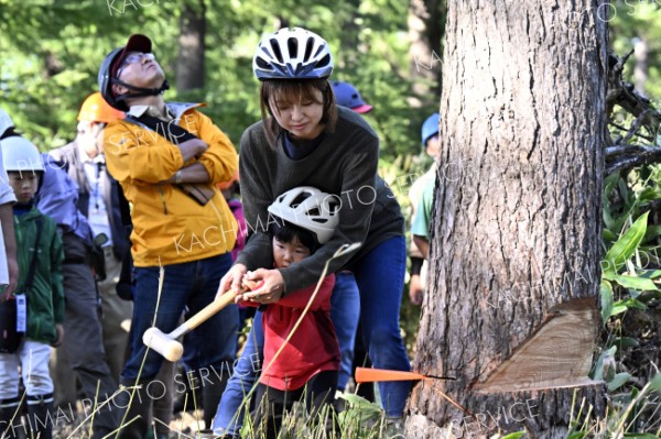 立木にくさびを打ち込み初めての伐採に参加する親子（１４日、芽室町の木育イベント「風と木と芽室と。」で。塩原真撮影）