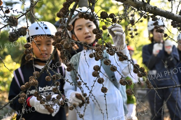 カラマツの松ぼっくりの形は。興味津々の様子で観察する子どもたち（１４日、芽室町の木育イベント「風と木と芽室と。」で。塩原真撮影）