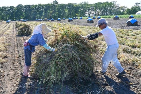 刈り取った小豆を手作業で積み上げる
