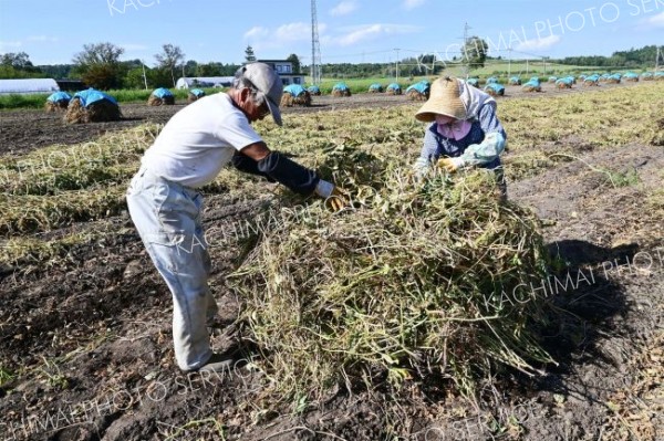 刈り取った小豆を手作業で積み上げる