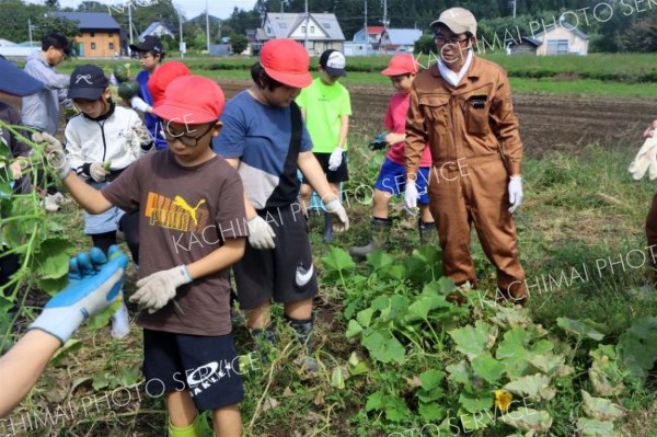 収穫作業に励む忠類小児童ら