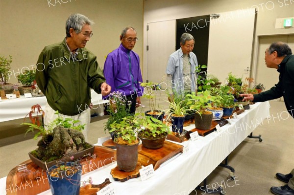 秋の山野草　約１００鉢彩る　十勝山草会が展示会