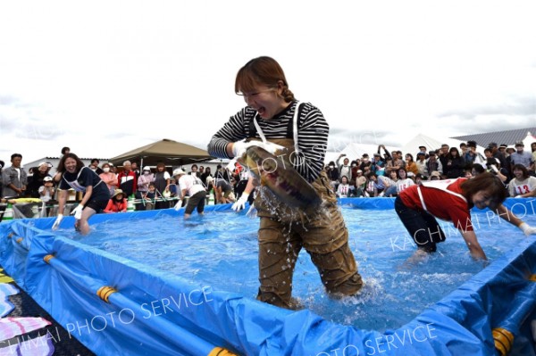 水しぶきを上げて、秋サケのつかみ取りに奮闘する参加者（２０日午前１１時５分ごろ、須貝拓也撮影）