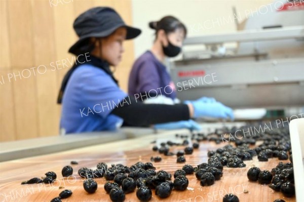めむろワイナリー、ブドウ仕込み作業スタート　１０月末まで