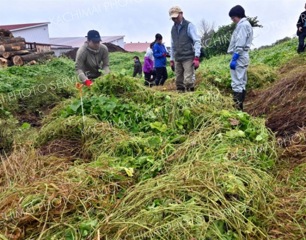 アレチウリの繁殖地で行われた抜き取り作業