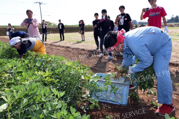 早採り選手権で素早く落花生をサヤから取る参加者（５日午前１０時４０分ごろ、芽室町上伏古・助川かおる通信員撮影）