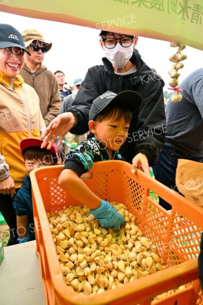 たくさんつかめるかな―。祭りの名物「にんにくのつかみ取り」。周囲の大人に応援され、奮闘する子ども