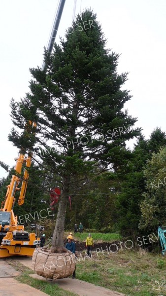 クレーンでつり上げられた巨大クリスマスツリー用トドマツ（７日午前１０時ごろ）