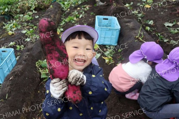 池田保育園の園児がサツマイモ掘り