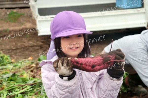 大きく育ったサツマイモを収穫した園児