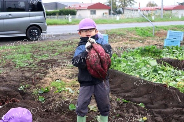 大きく育ったサツマイモを収穫する園児