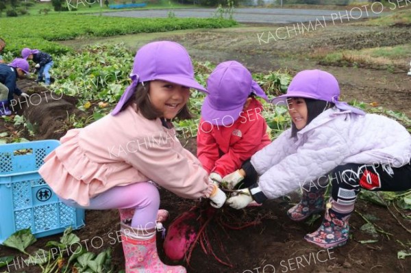 力を合わせてサツマイモを収穫する園児
