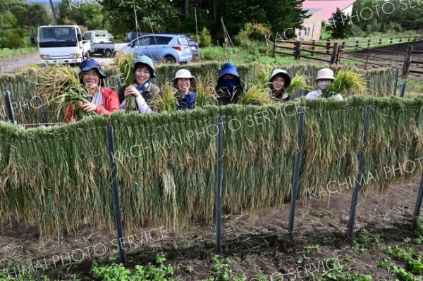 本別でお米できた！　本別陸稲研究会が稲刈り