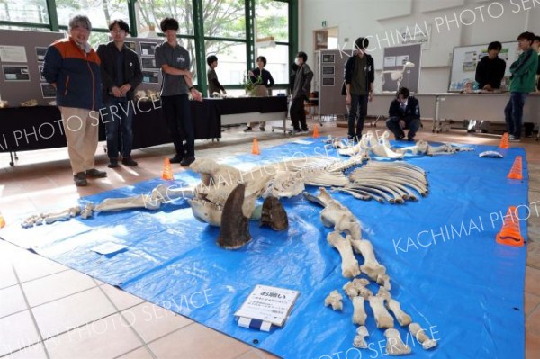 ナマズ料理屋台や骨格標本展示　にぎわう「畜大祭」　１２日も