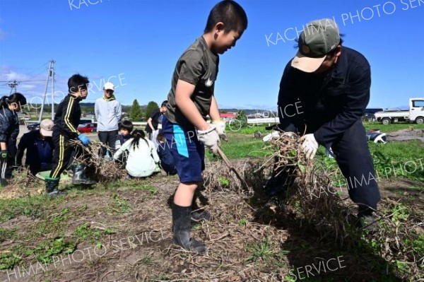 小豆の株を鎌で刈る勇足小の児童