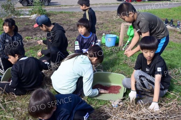 小豆の脱穀を手作業で行う勇足小の児童