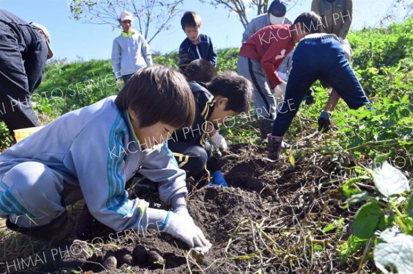 ジャガイモを掘り出す勇足小の児童
