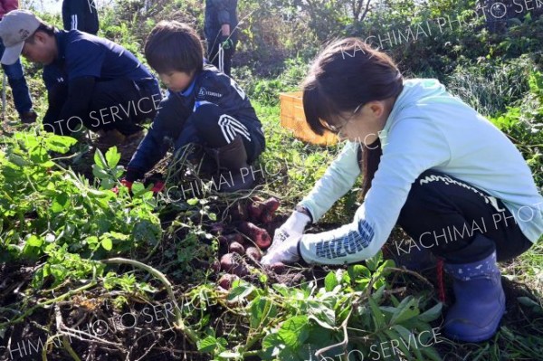 ジャガイモを掘り出す勇足小の児童