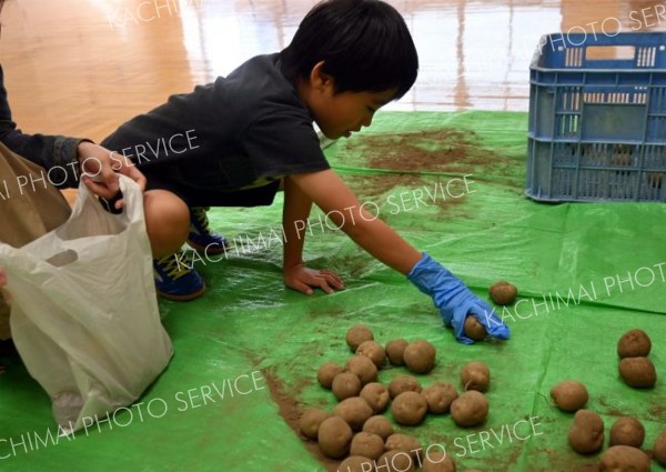 ジャガイモの詰め放題に参加する子ども。用意されたジャガイモ約２００キロは１時間ほどでほぼ全てなくなった