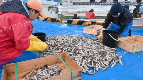 十勝のシシャモ漁、本格的にスタート　しけでずれこみ「今後に期待」