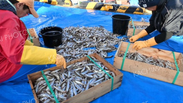 十勝港に水揚げされ、大きさ別に仕分けさされるシシャモ（２０日）