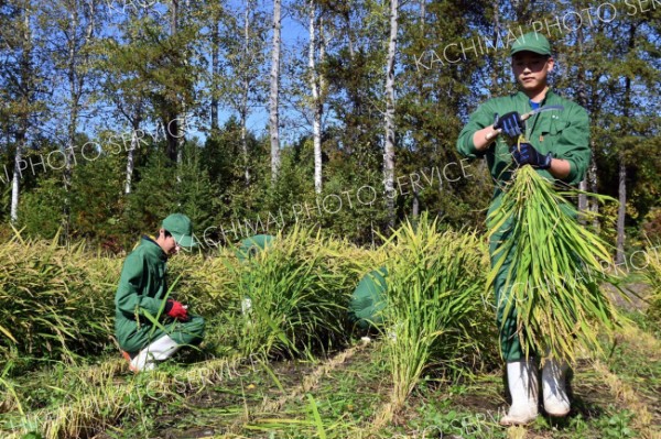 更別農業高校　畑のコメ初収穫　十勝で「陸稲」可能性探る
