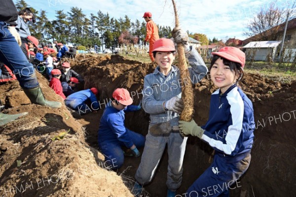 学校農園のナガイモ豊作、児童が収穫　帯広川西小