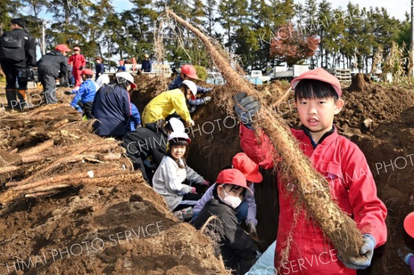 大きなナガイモを折らずに掘り上げる児童（２３日午前１０時１０分ごろ、須貝拓也撮影）