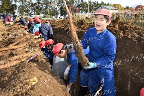 大きなナガイモを折らずに掘り上げる児童（２３日午前１０時ごろ、須貝拓也撮影）