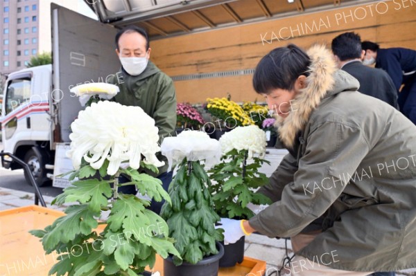 審査作品を運び出す帯広菊花同好会の会員ら