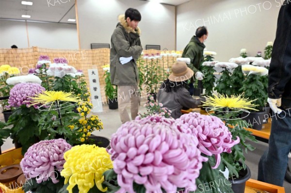 審査作品を会場に並べる帯広菊花同好会の会員ら