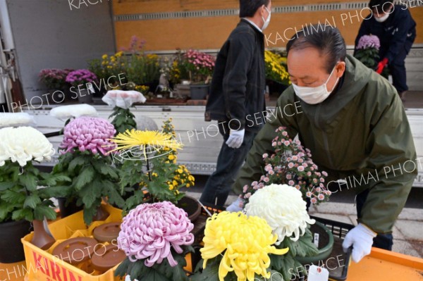 審査作品を運び出す帯広菊花同好会の会員ら