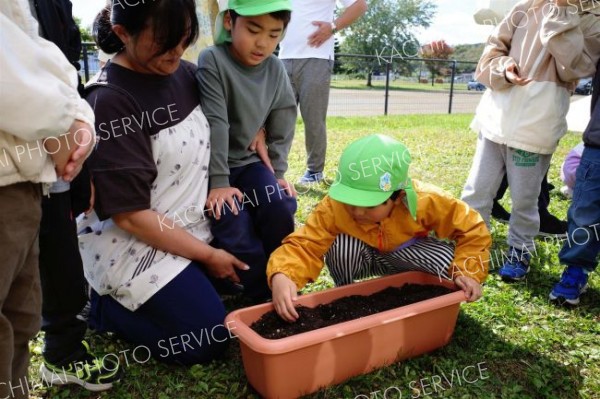 年長２４人がドングリを植えた