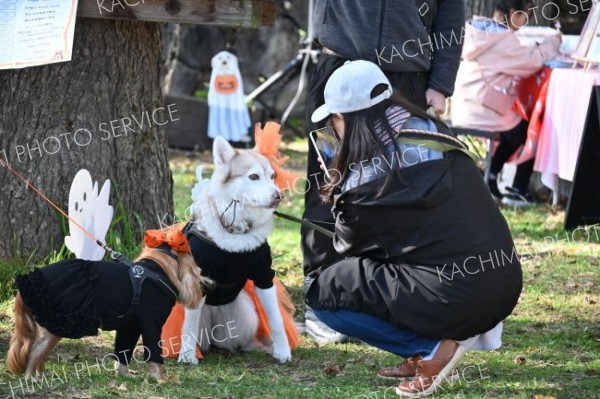 ハロウィーンの仮装大会に出場したペットたち