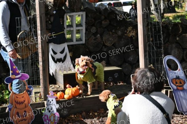 ハロウィーン仕様のフォトスポットで愛犬の写真を撮る参加者たち