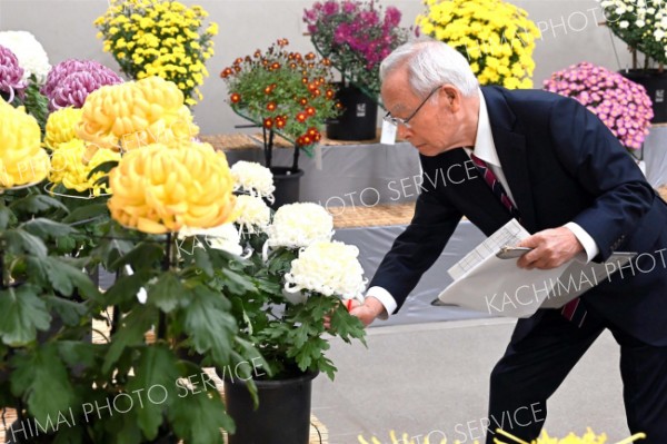 おびひろ菊まつり　あす開幕　作品の審査行う