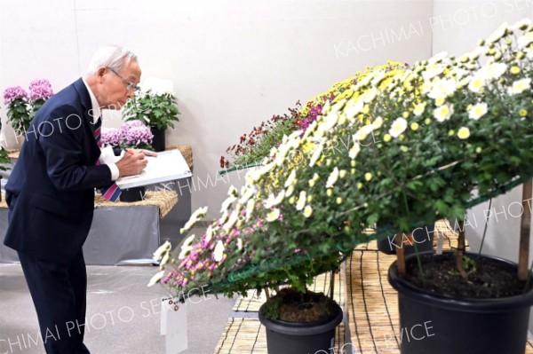 部門ごとに菊花