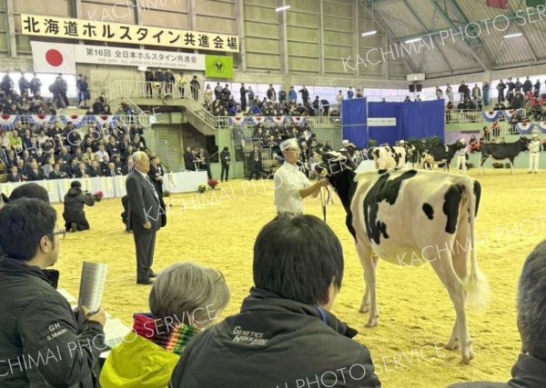 十勝から３８頭、１０年ぶり「全日本ホルスタイン共進会」安平町で開催　全国３９３頭が競う