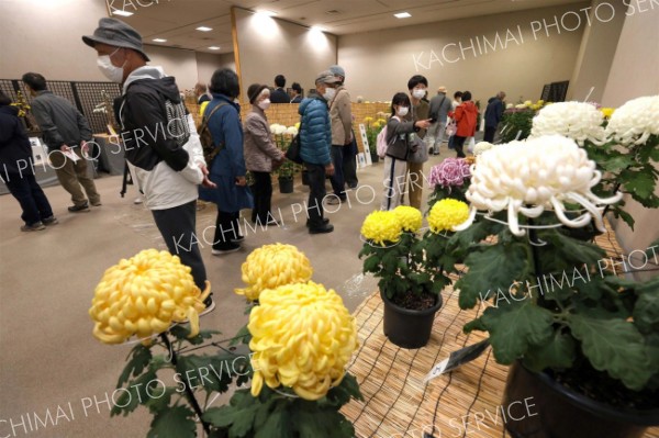 <strong>＜会場彩る菊＞</strong><br>帯広菊花同好会会員の作品を楽しむ来場者