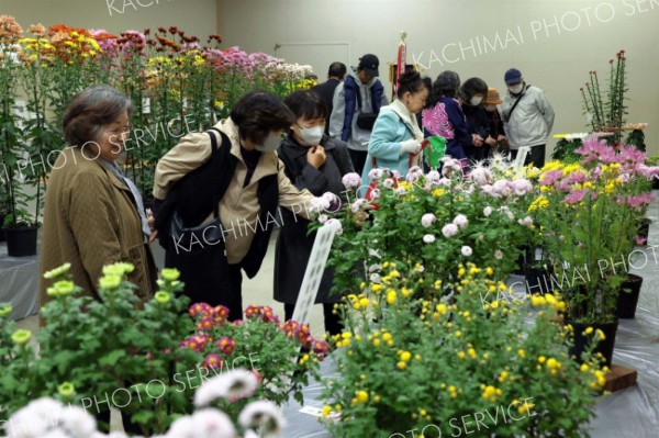 菊花展で「古典菊」などを鑑賞する来場者（助川かおる通信員撮影）