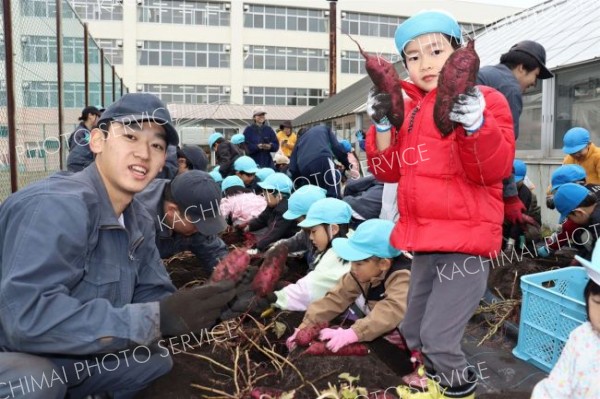 園児が大きなサツマイモを収穫　清水