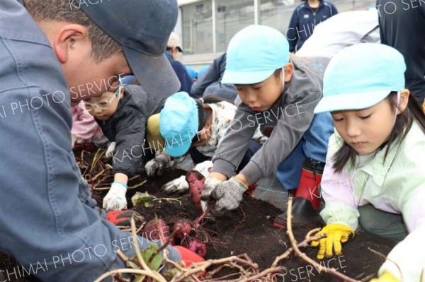 大きなサツマイモにわくわくしながら収穫する園児ら