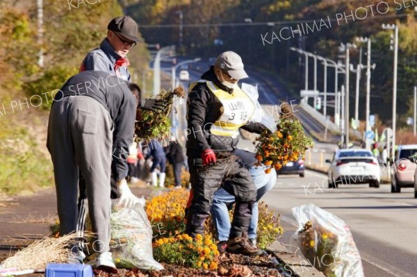 役割を終えた花々を撤去する参加者ら