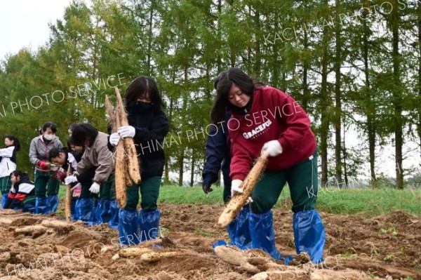 芽室中生徒がナガイモ収穫体験　寒空の下、汗流す　地域農業知ろうと初企画