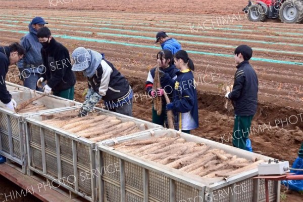 ナガイモの収穫に取り組む生徒たち