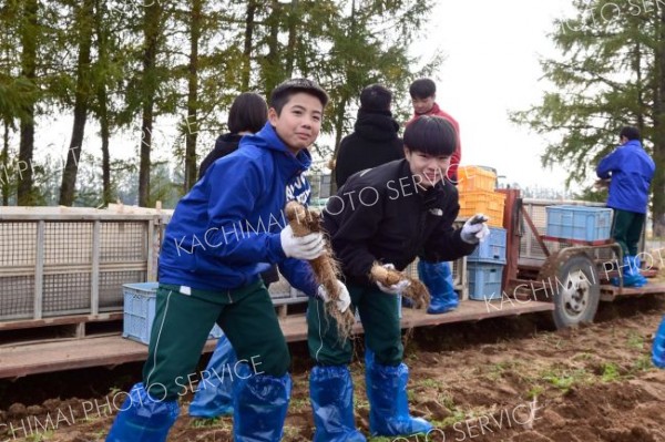 ナガイモの収穫に取り組む生徒たち