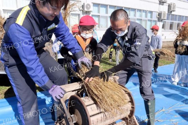 伝統農具で脱穀体験　池田小３年生