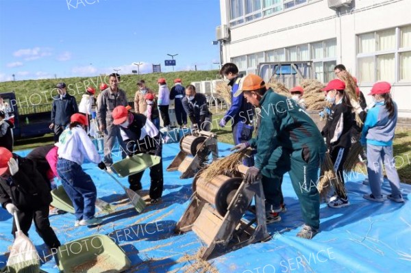 伝統農具で脱穀体験　池田小３年生 2