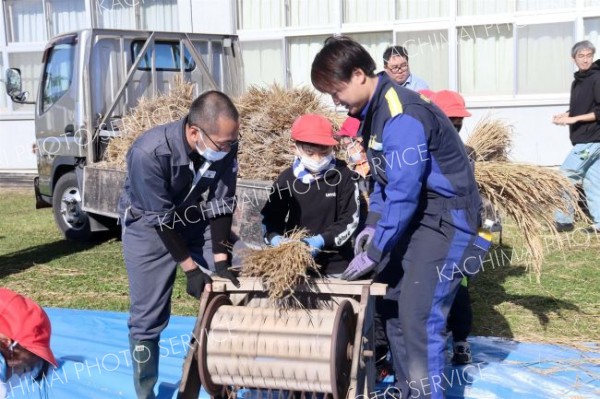 足踏み脱穀機を使って脱穀に挑戦する児童