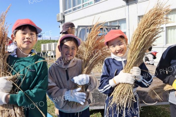 伝統農具で脱穀体験　池田小３年生 4